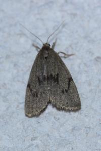 <i>Apaidia mesogona</i>