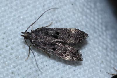 <i>Dichomeris alacella</i>