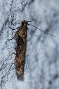 <i>Scrobipalpa costella</i>