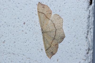 <i>Cyclophora punctaria</i>