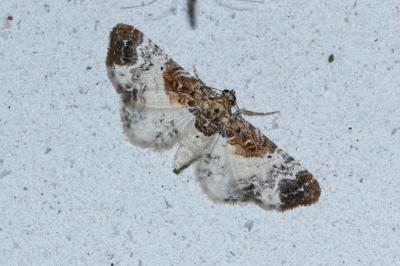 <i>Eupithecia breviculata</i>