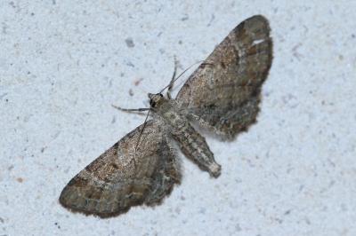 <i>Eupithecia simpliciata</i>