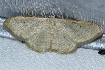 <i>Idaea straminata</i>