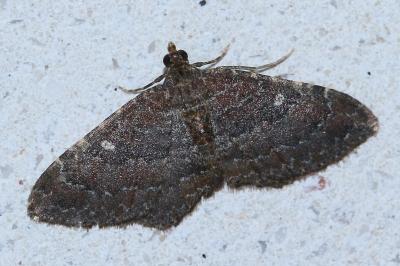 <i>Nycterosea obstipata</i>