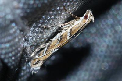 <i>Acrocercops brongniardella</i>