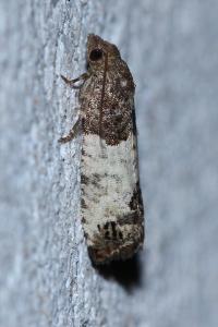 <i>Spilonota ocellana</i>