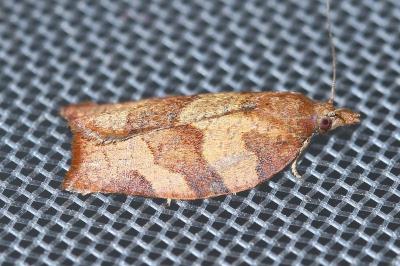 <i>Pandemis heparana</i>