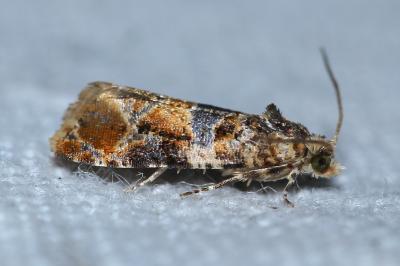 <i>Lobesia botrana</i>