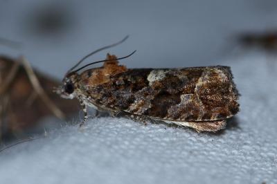 <i>Eudemis profundana</i>