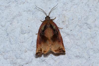 <i>Archips podana</i>