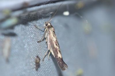 <i>Scythris limbella</i>