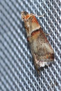 <i>Acrobasis tumidana</i>