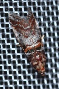 <i>Acrobasis advenella</i>