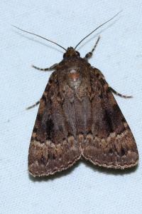 <i>Amphipyra pyramidea</i>