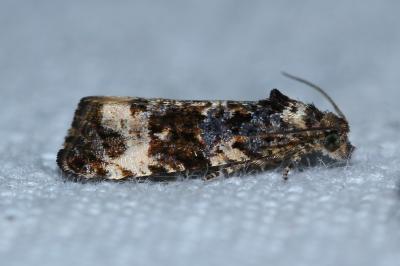 <i>Endothenia gentianaeana/marginana/oblongana</i>