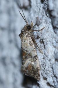 <i>Cochylis molliculana</i>