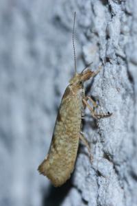 <i>Ypsolopha alpella</i>