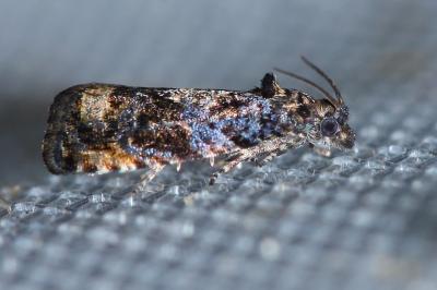 <i>Endothenia ustulana</i>