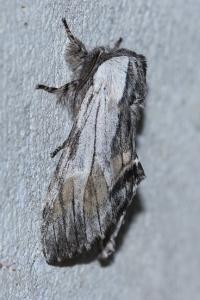 <i>Harpyia milhauseri</i>