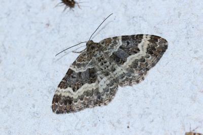 <i>Epirrhoe alternata</i>