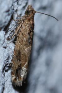 <i>Crocidosema plebejana</i>