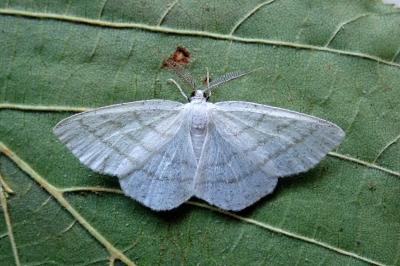 <i>Cabera pusaria</i>