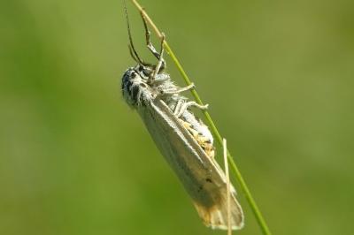 <i>Spiris striata</i>