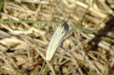 <i>Spiris striata</i>