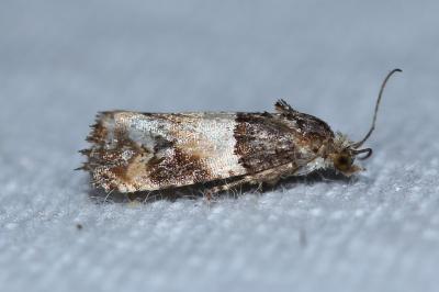 <i>Lobesia artemisiana/bicinctana</i>
