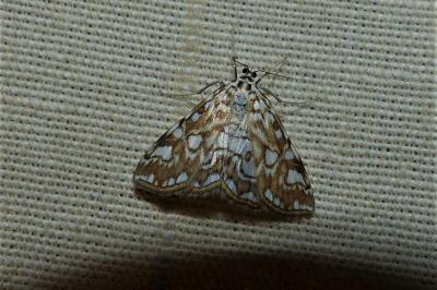 <i>Elophila nymphaeata</i>
