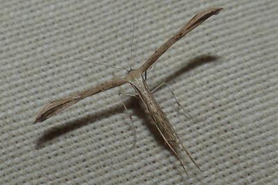 <i>Emmelina argoteles/monodactyla</i>