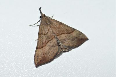 <i>Hypena proboscidalis</i>