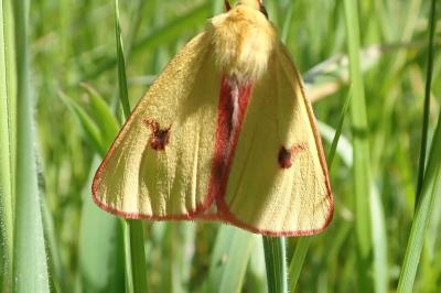 <i>Diacrisia sannio</i>
