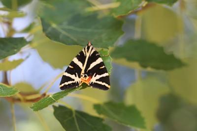 <i>Euplagia quadripunctaria</i>