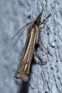 <i>Ancylolomia tentaculella</i>