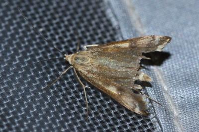 <i>Loxostege sticticalis</i>