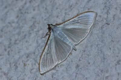 <i>Palpita vitrealis</i>