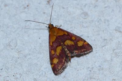 <i>Pyrausta purpuralis</i>