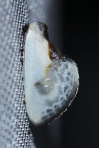 <i>Cilix glaucata</i>