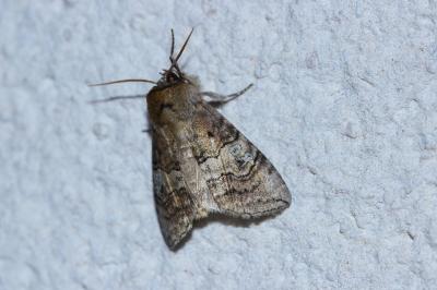 <i>Tethea ocularis</i>