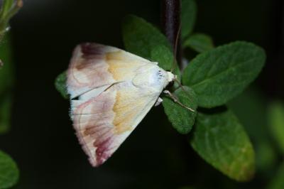 <i>Eublemma purpurina</i>