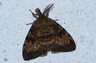 <i>Lymantria dispar</i>