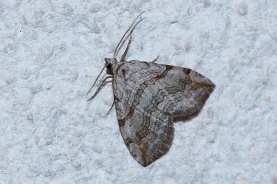<i>Aplocera efformata</i>