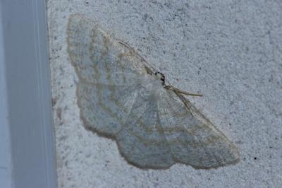 <i>Cabera exanthemata</i>