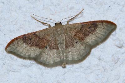 <i>Idaea degeneraria</i>