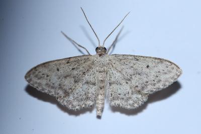 <i>Idaea seriata</i>