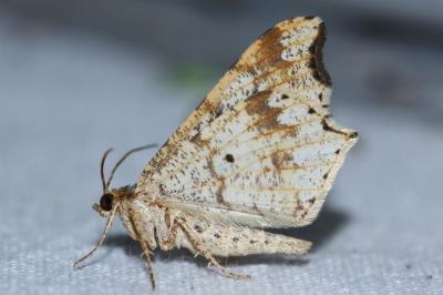 <i>Macaria alternata</i>