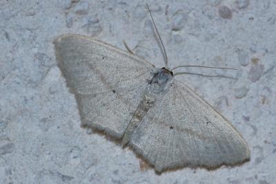 <i>Scopula emutaria</i>
