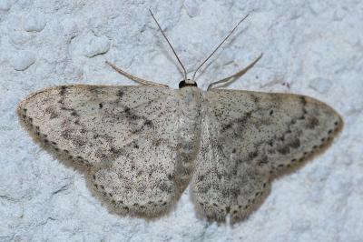 <i>Scopula marginepunctata</i>