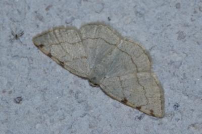 <i>Stegania trimaculata</i>